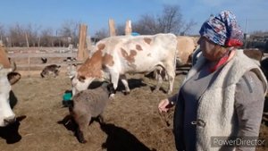 КУПИЛА АНТИБРЫК КОРОВЕ , прдаю опять КОСЫНКИ