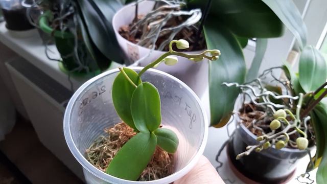 Орхидея фаленопсис в домашних условиях. смотреть онлайн