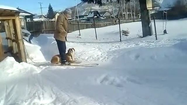 Дрессировка алабая.