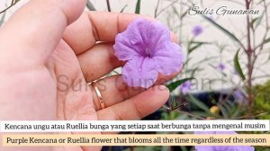 Tanaman hias Murah, Bagus, Mudah perawatannya | Cheap, Good, ornamental plants Easy maintenance
