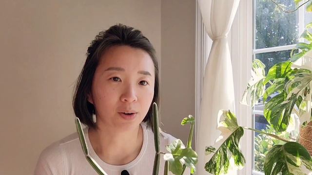 May 2023 Spring Houseplant Updates смотреть онлайн