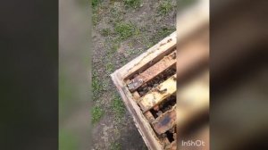 Годовой цикл пчелосемьи. Развитие на 22.04.2021. Часть 2.