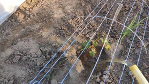 Выращивание винограда в Ленинградской области. Первая подкормка после зимы .