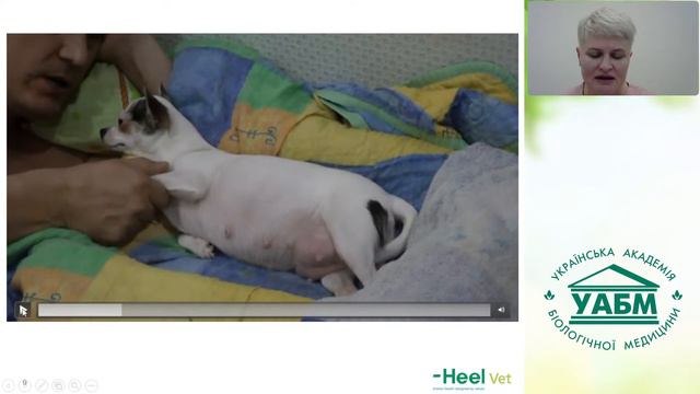 Пологи у собак, вебінар 15.12.21 смотреть онлайн