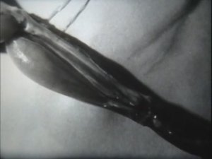Физиология человека. Разновидности мышечной ткани