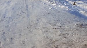 алабаи на ферме