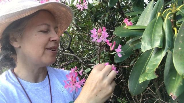 Rhododendron vaseyi (pinkshell azalea) смотреть онлайн
