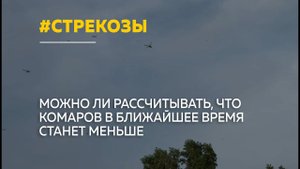 Стрекозы в городе: станет ли меньше комаров и мошек