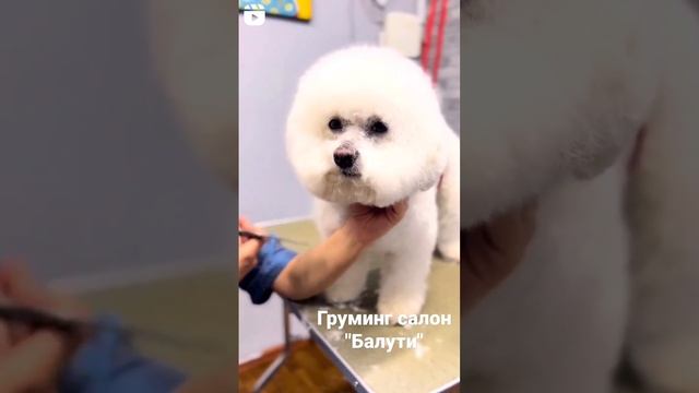 Стрижка по породе бишон фризе.  Груминг салон "Балути"- Стрижки для домашних животных. Грумер года.