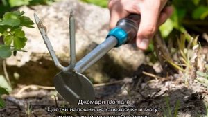 Гортензия голубая или синяя — описание сортов, посадка и уход в открытом грунте