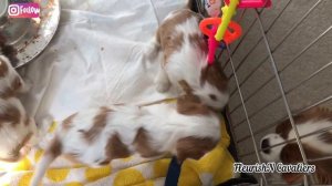 Cavalier King Charles Spaniel FleurishN puppies Lunch Time