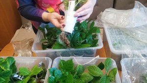 ГОРТЕНЗИЯ КРУПНОЛИСТНАЯ ЗИМОЙ В КВАРТИРЕ. РАННЕЕ ЧЕРЕНКОВАНИЕ.