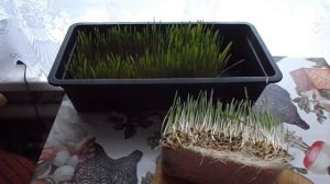 Гидропоника  для кур .Голошейные куры несушки.Витамины для кур зимой.Проращивание пшеницы на зелень