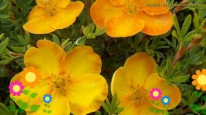 Лапчатка кустарниковая Сансет. Краткий обзор, описание характеристик potentilla fruticosa Sunset