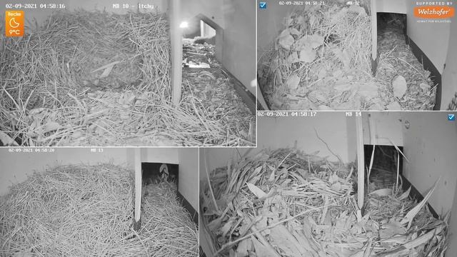 Baby Hedgehog ? - Recke, Germany - Sept. 02, 2021 смотреть онлайн