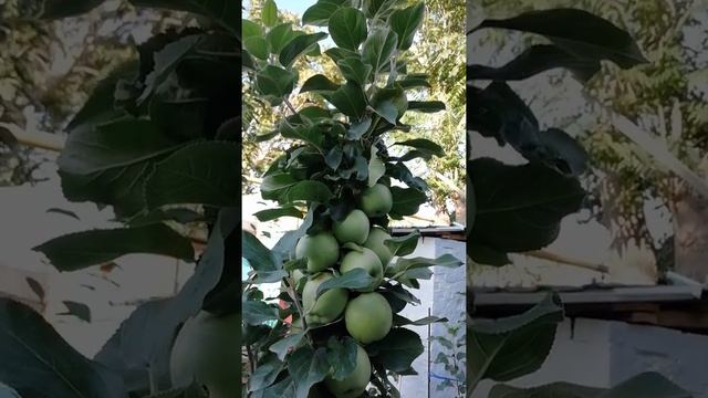 Колоновидная яблоня. Формирование колоновидной яблони. Обрезка колоновидной яблони. Подкормка яблон