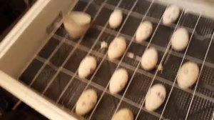 Гусиные яйца. Инкубация. 20е сутки.