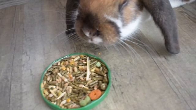 Как приручить кролика к команде «ко мне» смотреть онлайн