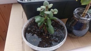 27.05.2021. Денежное Дерево. Толстянка. Крассула. Как разогнать? Почему медленно растет?