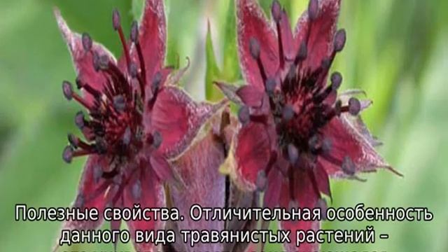 Трава сабельник: описание, свойства и применение смотреть онлайн