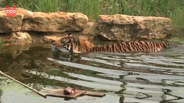 Tiger Swimming | London Zoo смотреть онлайн