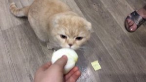 ФУ ИЛИ НЯМ ??? || Лев Матвеев