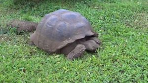 Слоновая черепаха