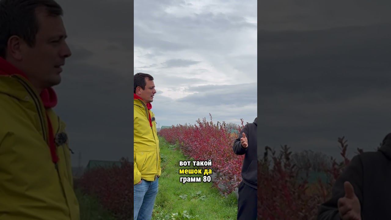 Питание голубики в горшках. Полное видео на канале. #голубика смотреть онлайн