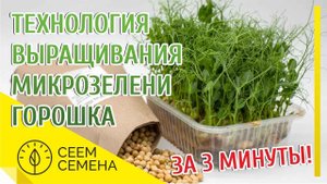 Технология выращивания горошка на микрозелень за 3 минуты