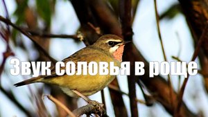 Звук соловья в роще