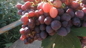 Виноград Велюр 2022г