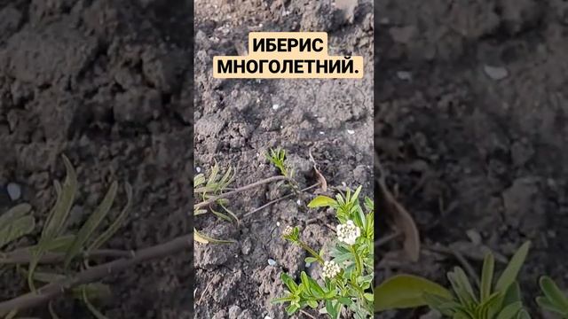 ЗАЦВЁЛ ИБЕРИС МНОГОЛЕТНИЙ .