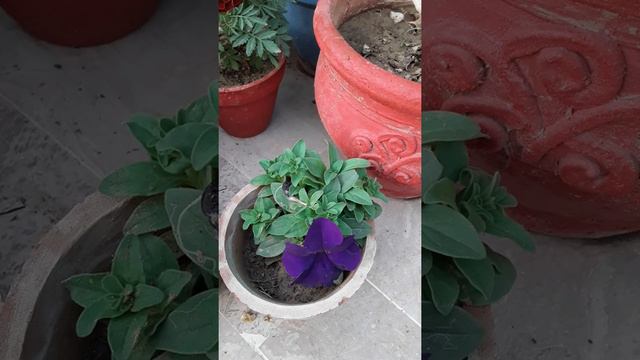 335# petunia, A great winter flower, How to grow and care. смотреть онлайн