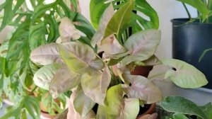 Моя коллекция растений. Обзор