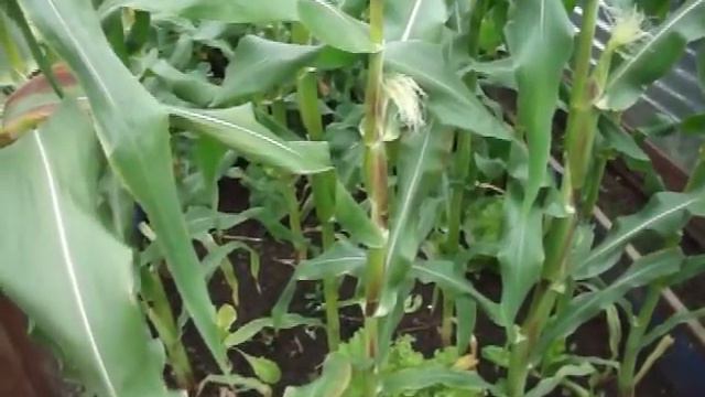 Allotment Gardening 2012- A detailed look part two смотреть онлайн