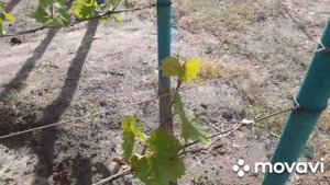 У винограда исчезла точка роста, что делать? И, неужели мильдью?