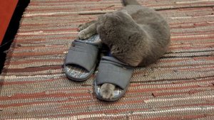 КОТ БАКС/МЫШИ В ТАПКАХ, МЫШЬ ИЛИ ТАПКИ\BRITISH CAT.