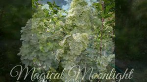 2019 Метельчатая Гортензия Magical Moonlight (фото)