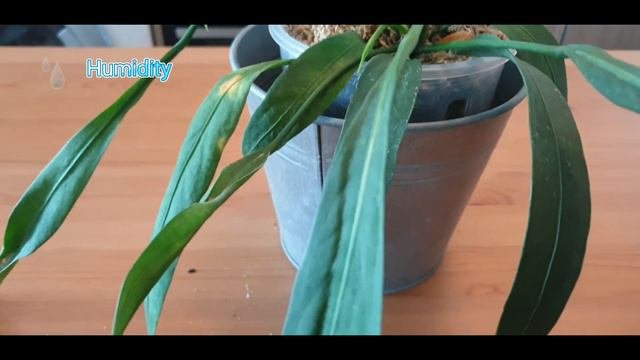 Plant Spotlight  - Anthurium Vittarifolium (care Guide)