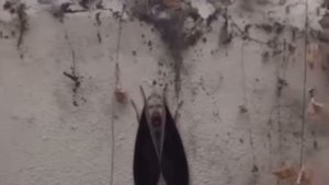 Моль «пиковая дама»?