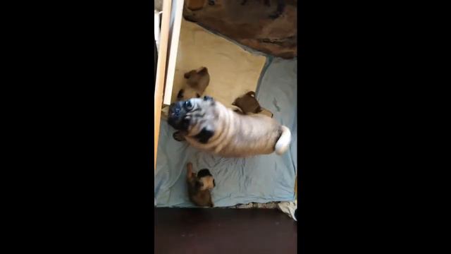 МИРА и ТУШЬ // МОПС ДЕЛЯ сбегает от своих ДЕТЕЙ смотреть онлайн