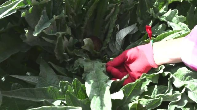 PLANTING & HARVESTING ARTICHOKES смотреть онлайн