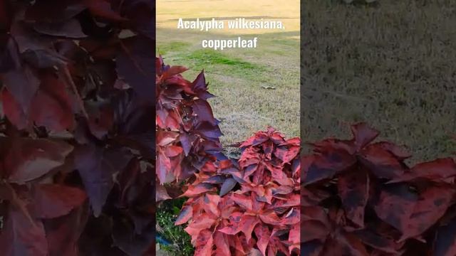 Acalypha wilkesiana, common names copperleaf and Jacob’s coat, is an evergreen shrub #acalypha