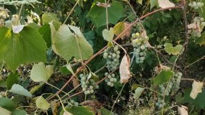 Солярис Виноград для ленивых Технический сорт винограда солярис Ленивый виноградник Сельская жизнь