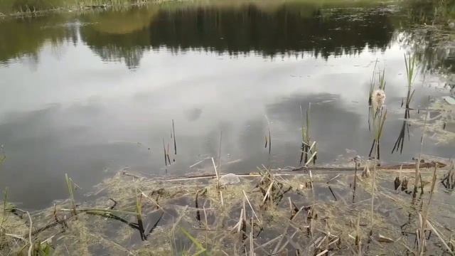 Облагораживание пруда. Часть 1 смотреть онлайн