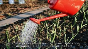 Важный вопрос — поливать ли клубнику во время созревания ягод