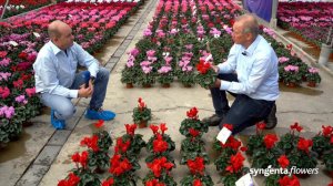 Cyclamen Perfetto - Syngenta Flowers