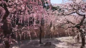 【Красивые весенние пейзажи в префектуре Миэ】 Фестиваль Уме в храме Юки