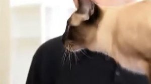 Кошачья порода Меконгский бобтейл