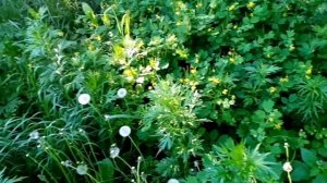 Как приготовить отвар чистотела для пчёл.